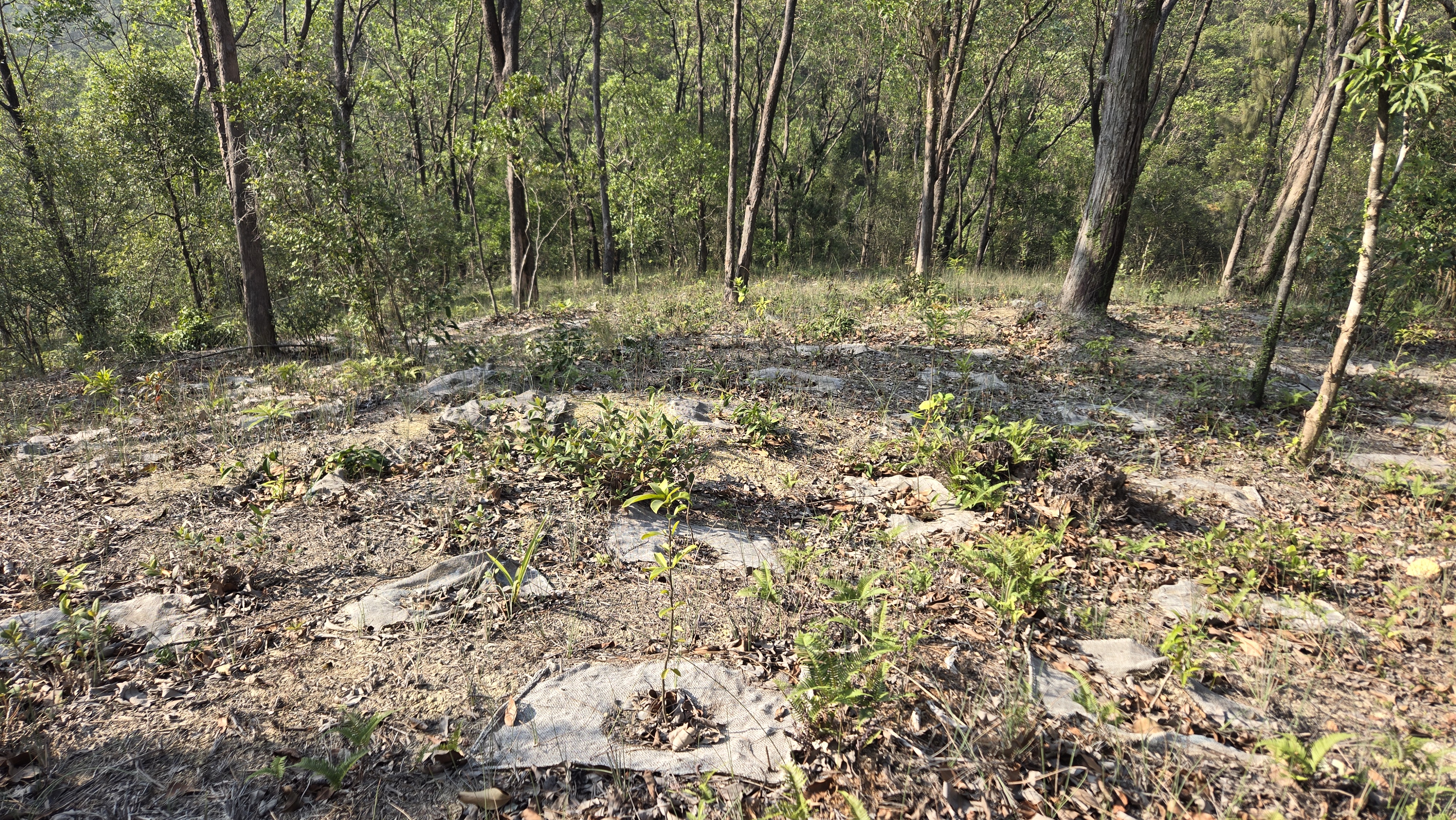 TGE Site 11